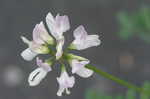 Purple crownvetch